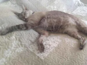 Gato raça Ciames idade 3 anos nome DUDU