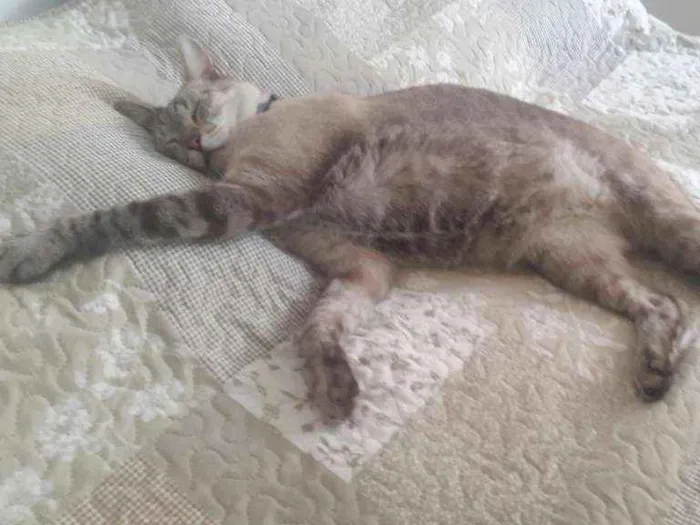 Gato ra a Ciames idade 3 anos nome DUDU