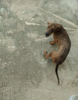 Cachorro raça Salsicha idade 1 ano nome Nico