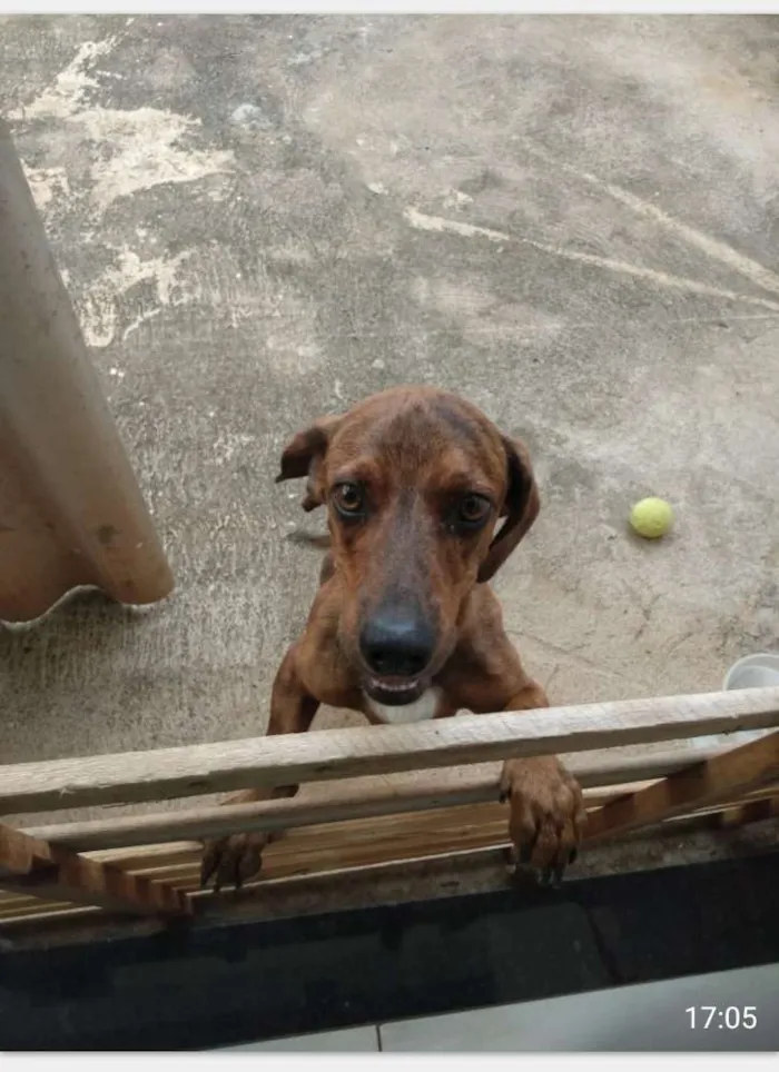 Cachorro ra a Salsicha idade 1 ano nome Nico