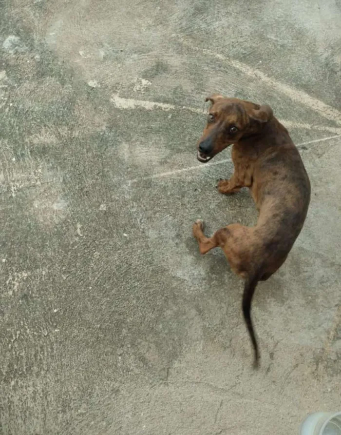 Cachorro ra a Salsicha idade 1 ano nome Nico
