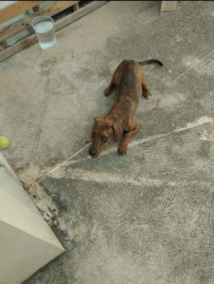Cachorro ra a Salsicha idade 1 ano nome Nico