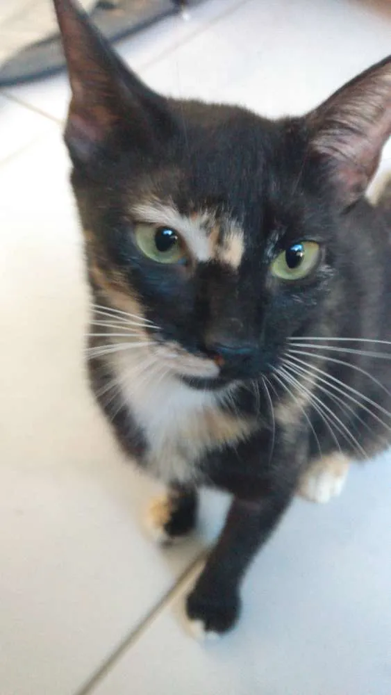 Gato raça Srd idade 2 a 6 meses nome Vitoria
