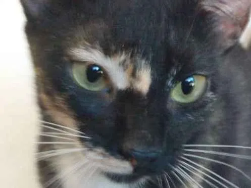 Gato raça Srd idade 2 a 6 meses nome Vitoria