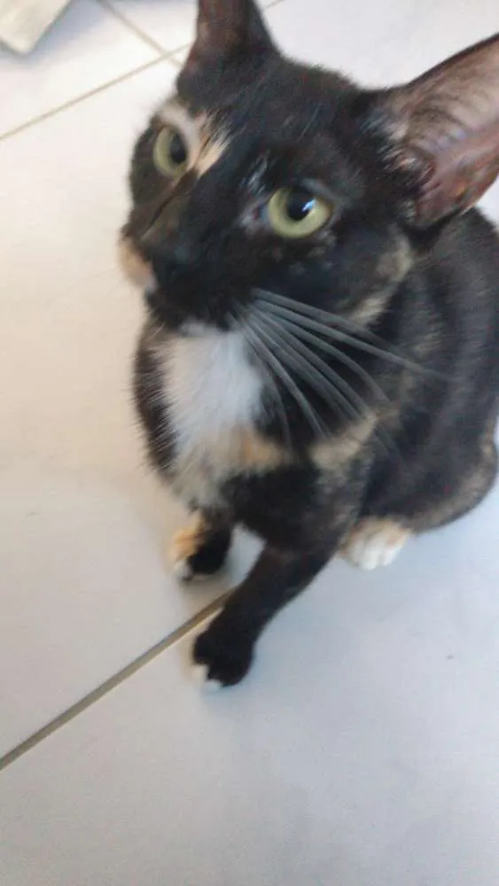 Gato raça Srd idade 2 a 6 meses nome Vitoria