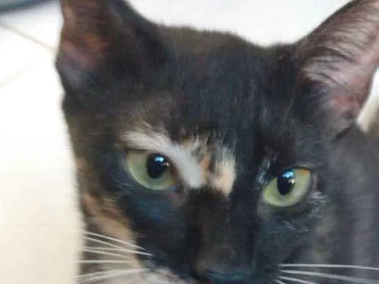 Gato raça Srd idade 2 a 6 meses nome Vitoria