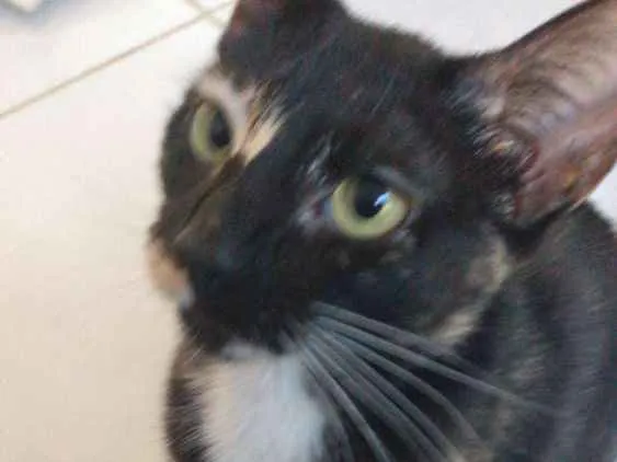 Gato raça Srd idade 2 a 6 meses nome Vitoria