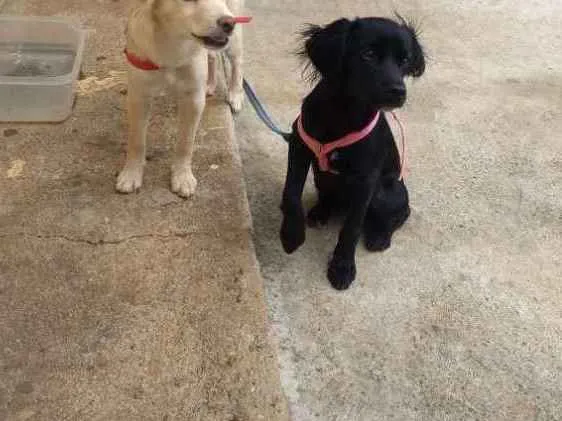 Cachorro ra a Indeferido idade 2 a 6 meses nome Lila/Lola