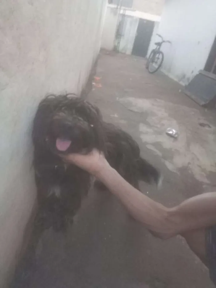 Cachorro ra a peludo idade 2 anos nome Pingo