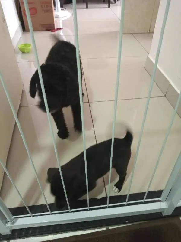 Cachorro raça sem raça definida idade Abaixo de 2 meses nome cacau