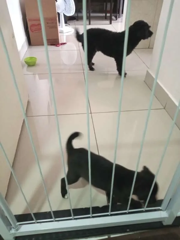 Cachorro raça sem raça definida idade Abaixo de 2 meses nome cacau