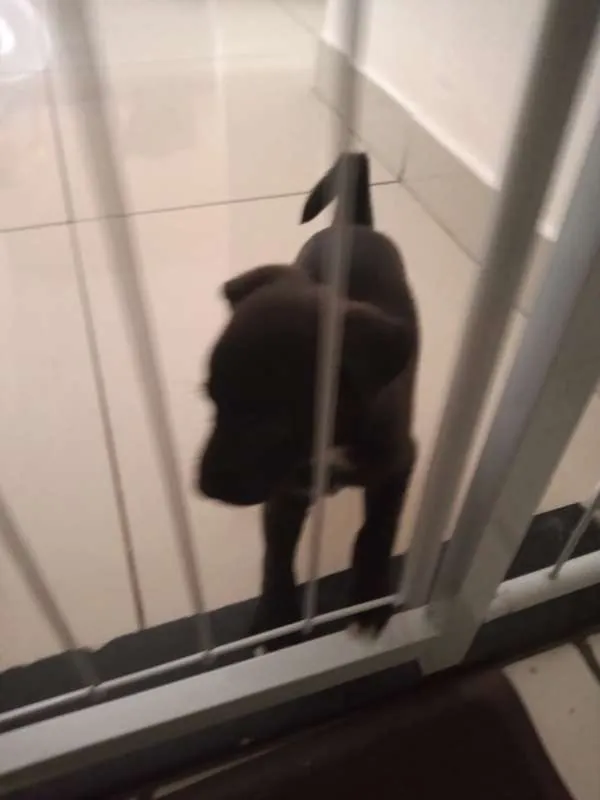 Cachorro raça sem raça definida idade Abaixo de 2 meses nome cacau