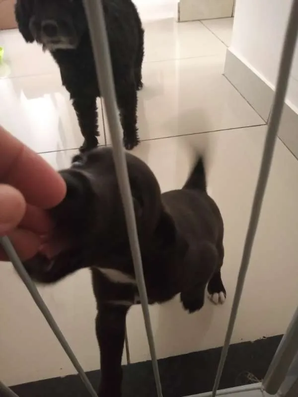 Cachorro raça sem raça definida idade Abaixo de 2 meses nome cacau