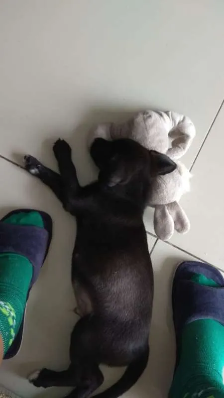 Cachorro raça sem raça definida idade Abaixo de 2 meses nome cacau