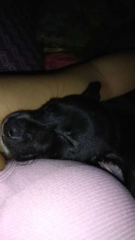 Cachorro raça sem raça definida idade Abaixo de 2 meses nome cacau