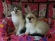 Luna e Lisa