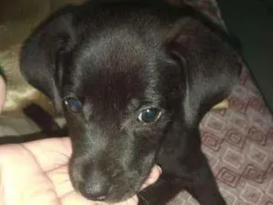 Cachorro raça sem raça definida idade Abaixo de 2 meses nome cacau