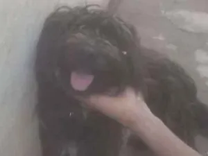 Cachorro raça peludo idade 2 anos nome Pingo