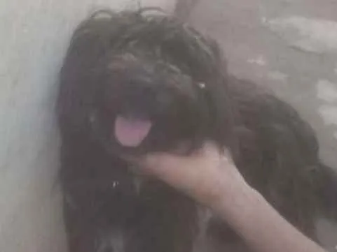 Cachorro ra a peludo idade 2 anos nome Pingo