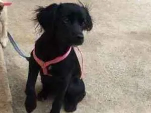 Cachorro raça Indeferido idade 2 a 6 meses nome Lila/Lola