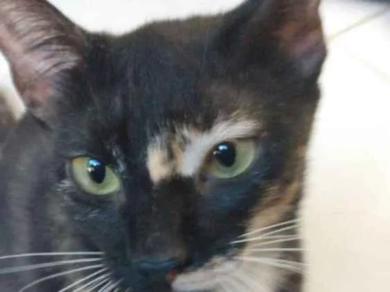Gato raça Srd idade 2 a 6 meses nome Vitoria