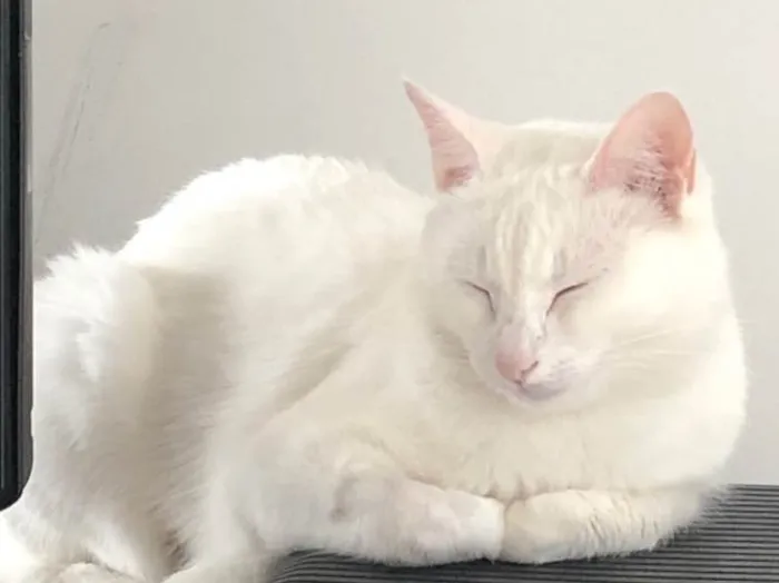 Gato ra a Srd idade 1 ano nome Branca