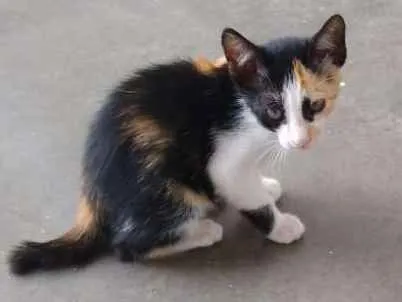 Gato ra a Não sei idade 2 a 6 meses nome Lica