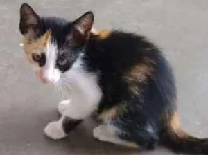 Gato raça Não sei idade 2 a 6 meses nome Lica