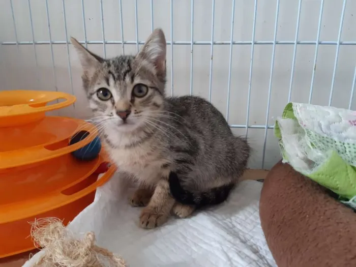 Gato ra a SRD idade 2 a 6 meses nome Bianco