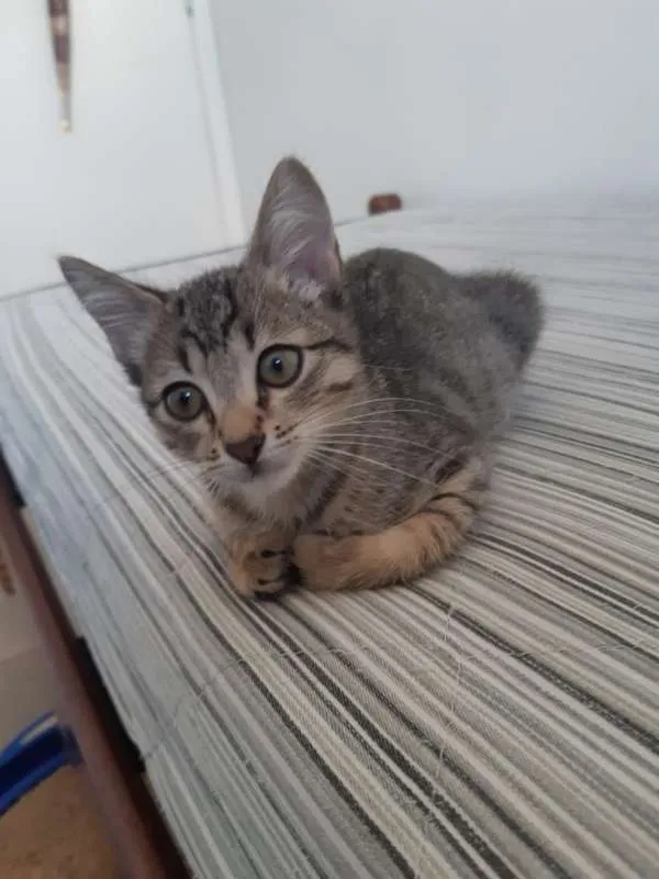 Gato ra a SRD idade 2 a 6 meses nome Bianco