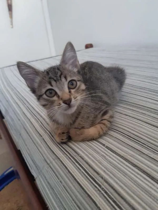 Gato ra a SRD idade 2 a 6 meses nome Bianco