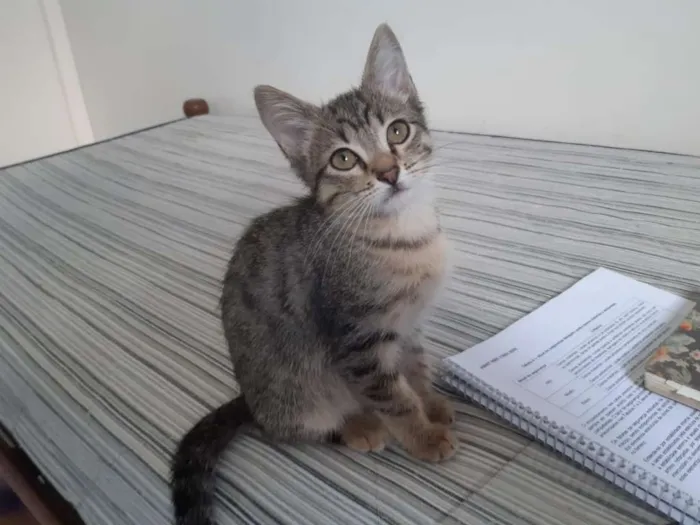 Gato ra a SRD idade 2 a 6 meses nome Bianco