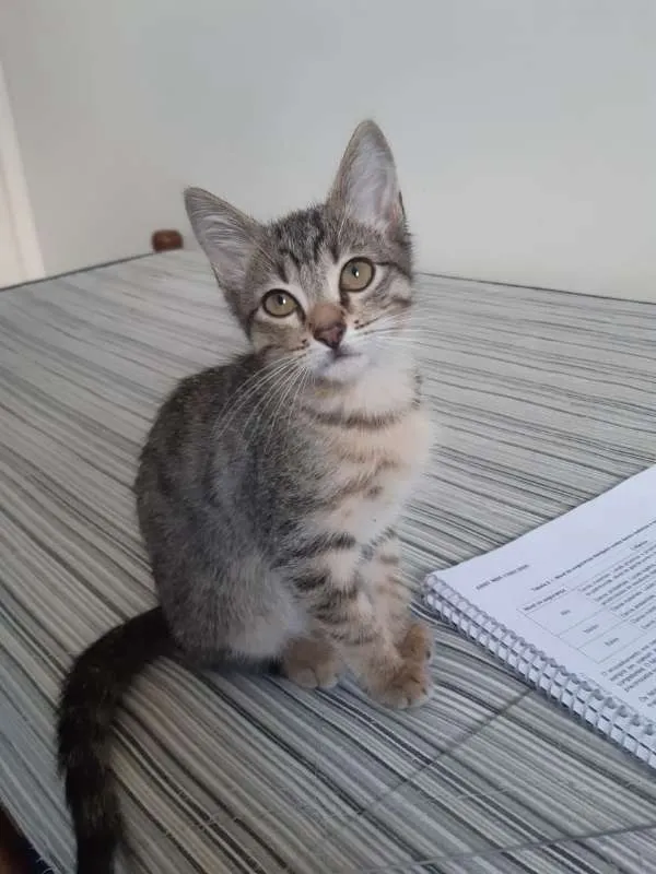 Gato ra a SRD idade 2 a 6 meses nome Bianco