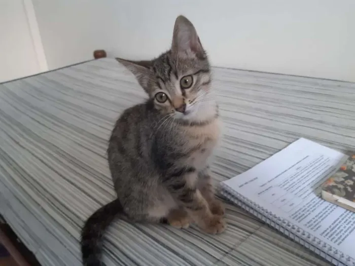 Gato ra a SRD idade 2 a 6 meses nome Bianco