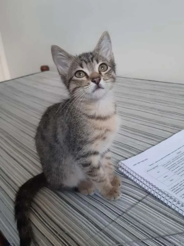 Gato ra a SRD idade 2 a 6 meses nome Bianco