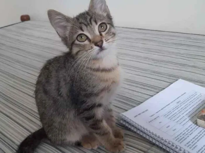 Gato ra a SRD idade 2 a 6 meses nome Bianco