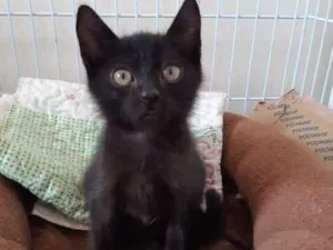 Gato raça SRD idade 2 a 6 meses nome Rosso