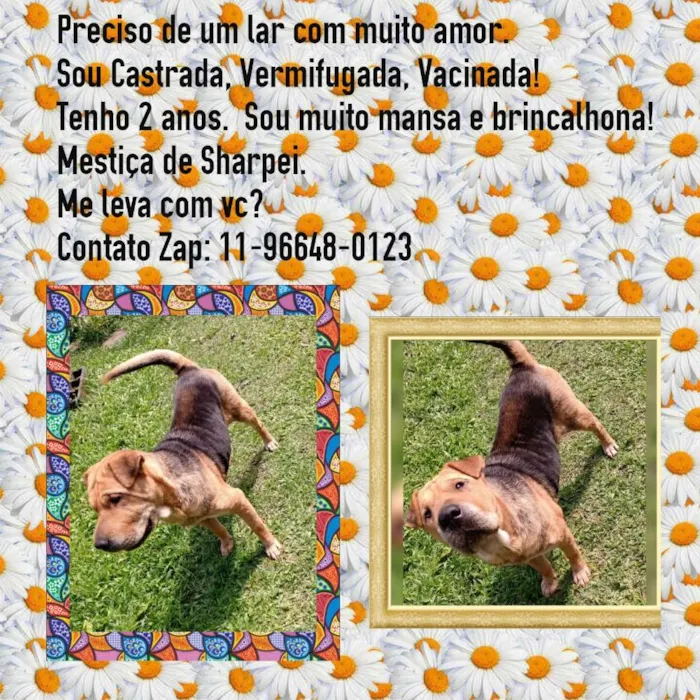 Cachorro ra a Mestiça de Sharpei idade 2 anos nome Duquesa