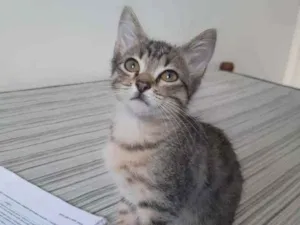 Gato raça SRD idade 2 a 6 meses nome Bianco