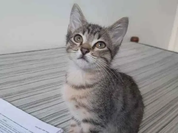 Gato ra a SRD idade 2 a 6 meses nome Bianco