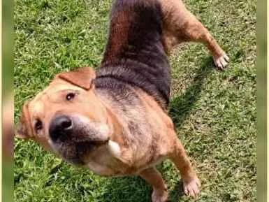 Cachorro ra a Mestiça de Sharpei idade 2 anos nome Duquesa
