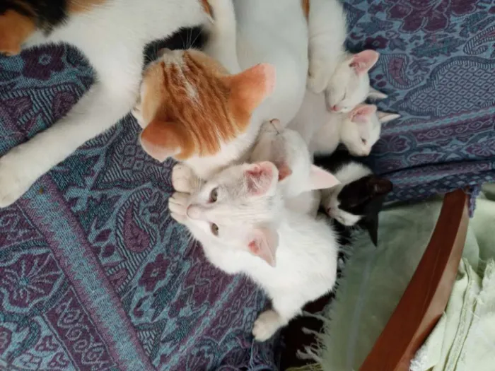 Gato raça Srd idade 2 a 6 meses nome Filhotes