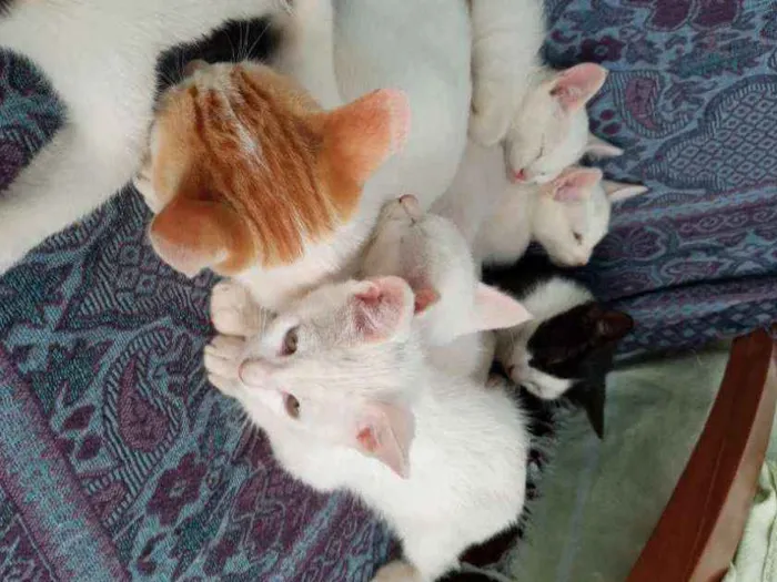 Gato raça Srd idade 2 a 6 meses nome Filhotes