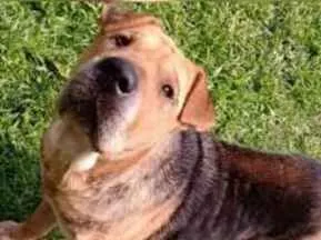 Cachorro raça Mestiça de Sharpei idade 2 anos nome Duquesa