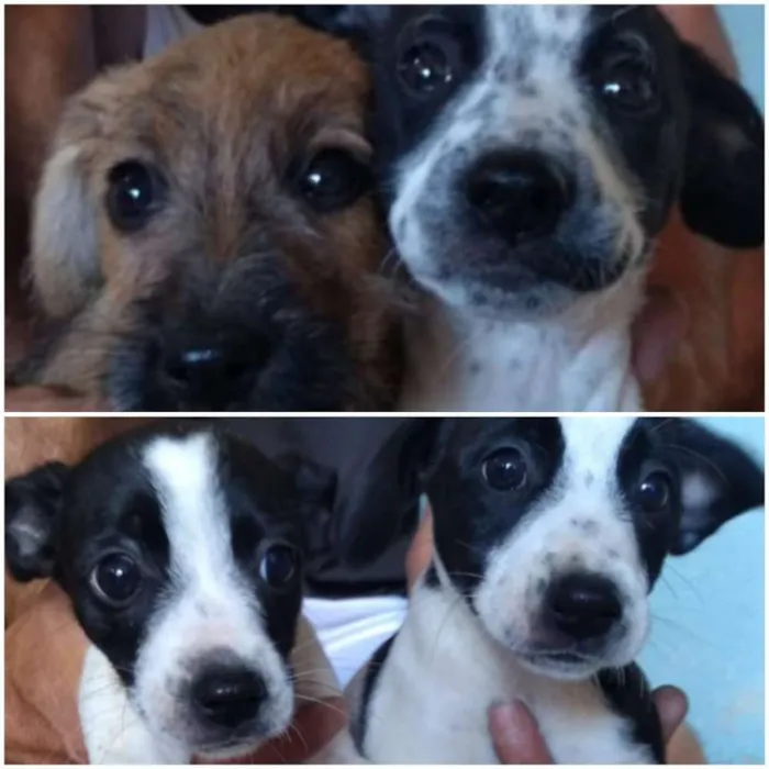 Cachorro ra a Vira lata idade 2 a 6 meses nome Paçoca, Mariazinha, 