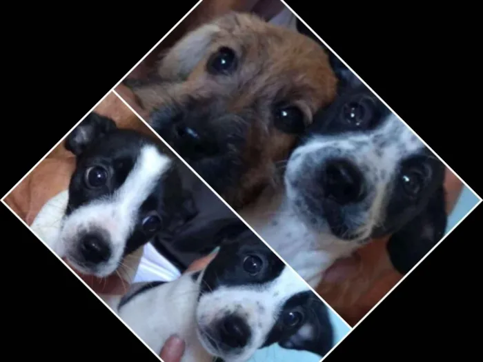 Cachorro ra a Vira lata idade 2 a 6 meses nome Paçoca, Mariazinha, 