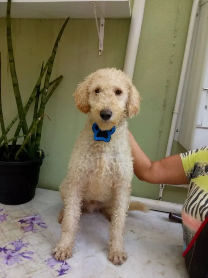 Cachorro ra a Srd idade 1 ano nome Bento