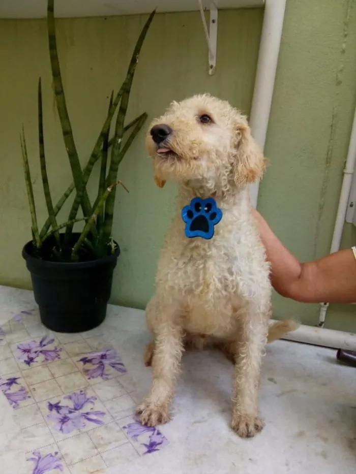 Cachorro ra a Srd idade 1 ano nome Bento