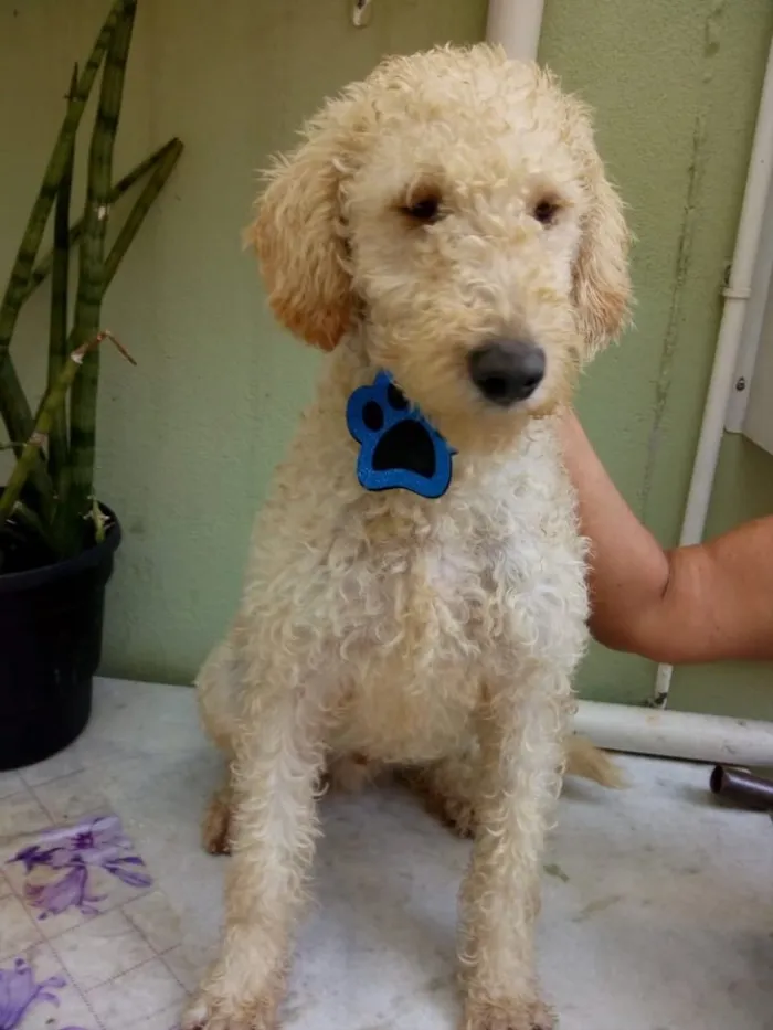 Cachorro ra a Srd idade 1 ano nome Bento