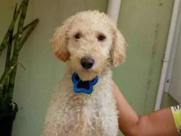 Cachorro ra a Srd idade 1 ano nome Bento